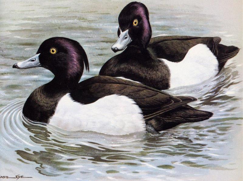 [Animal Art - Basil Ede] Tufted Ducks (Aythya fuligula) {!--댕기흰죽지-->; DISPLAY FULL IMAGE.