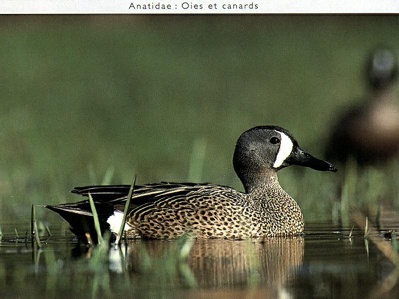 Blue-winged Teal (Anas discors) {!--푸른날개발구지-->; DISPLAY FULL IMAGE.