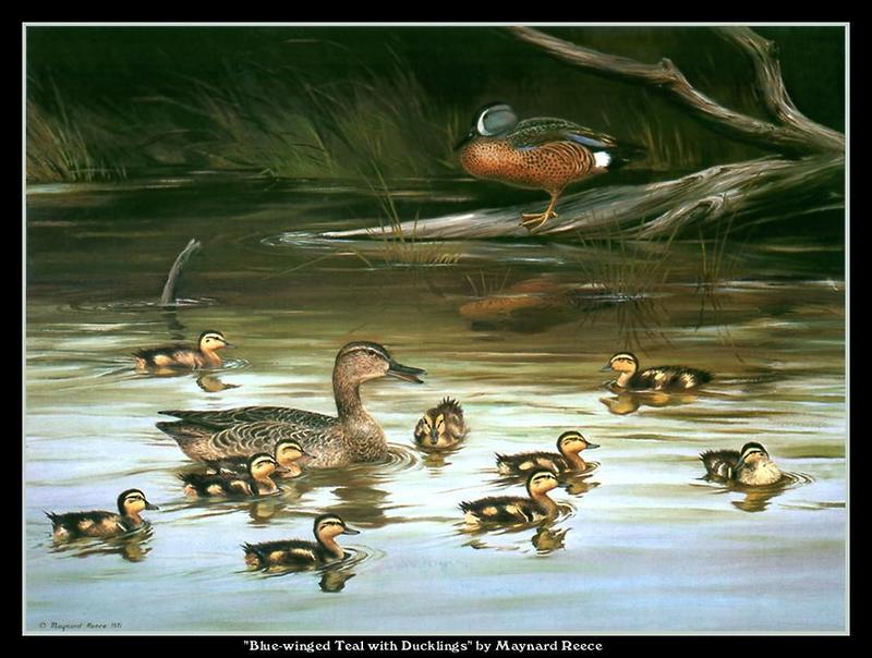 [Animal Art - Maynard Reece] Blue-winged Teal family (Anas discors) {!--푸른날개발구지-->; DISPLAY FULL IMAGE.