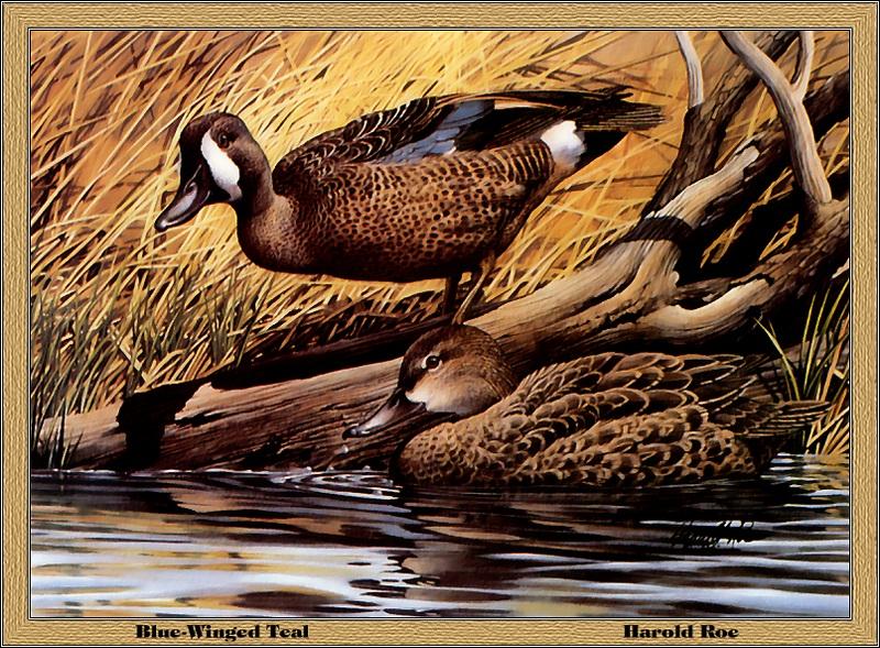 [Animal Art - Harold Roe] Blue-winged Teal pair (Anas discors) {!--푸른날개발구지-->; DISPLAY FULL IMAGE.