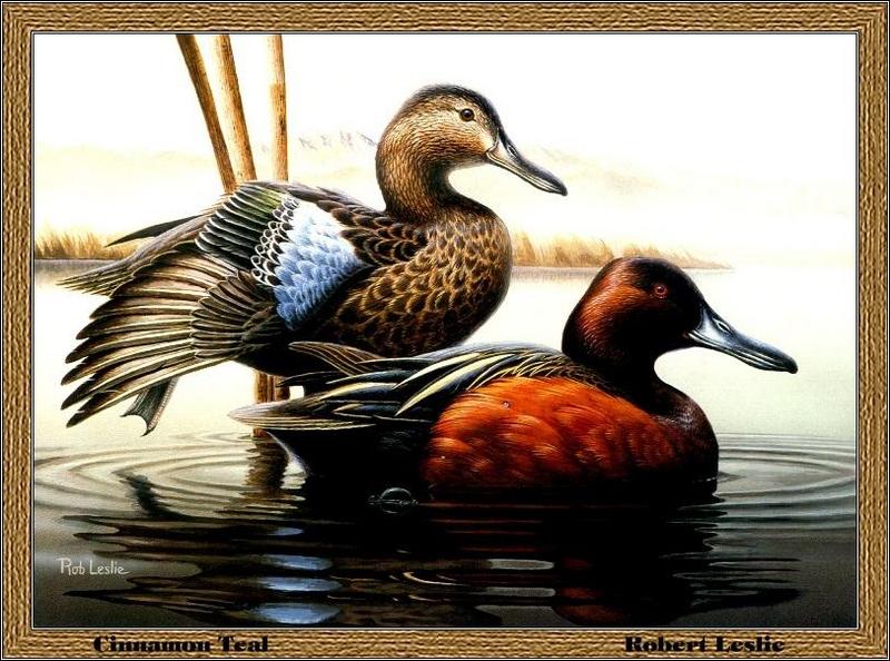 [Animal Art - Robert Leslie] Cinnamon Teal pair (Anas cyanoptera) {!--붉은쇠오리, 붉은발구지-->; DISPLAY FULL IMAGE.