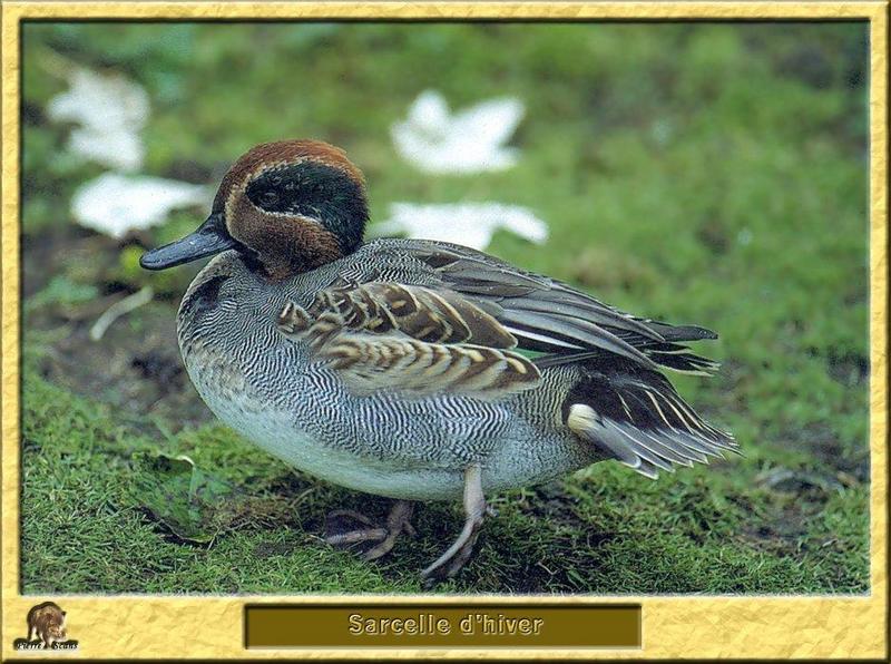 Common Teal (Anas crecca crecca) {!--쇠오리-->; DISPLAY FULL IMAGE.
