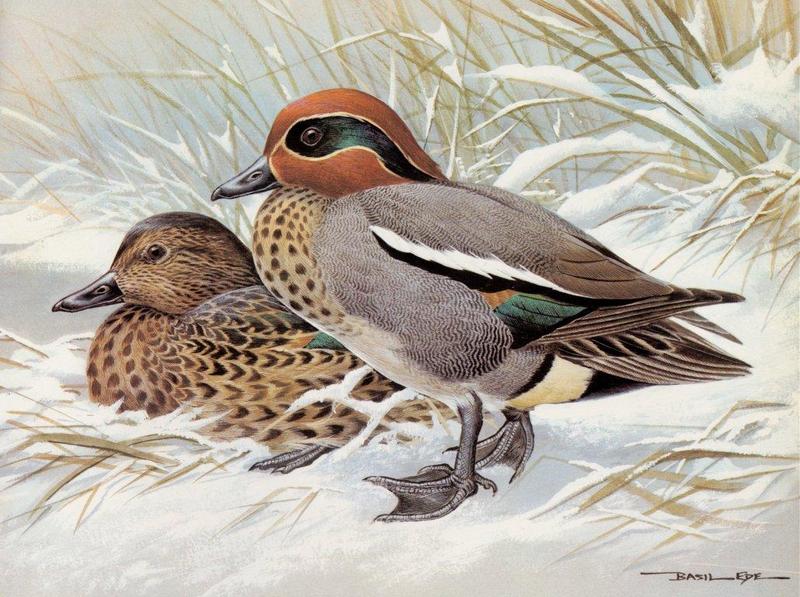 [Animal Art - Basil Ede] Common Teals (Anas crecca crecca) {!--쇠오리-->; DISPLAY FULL IMAGE.