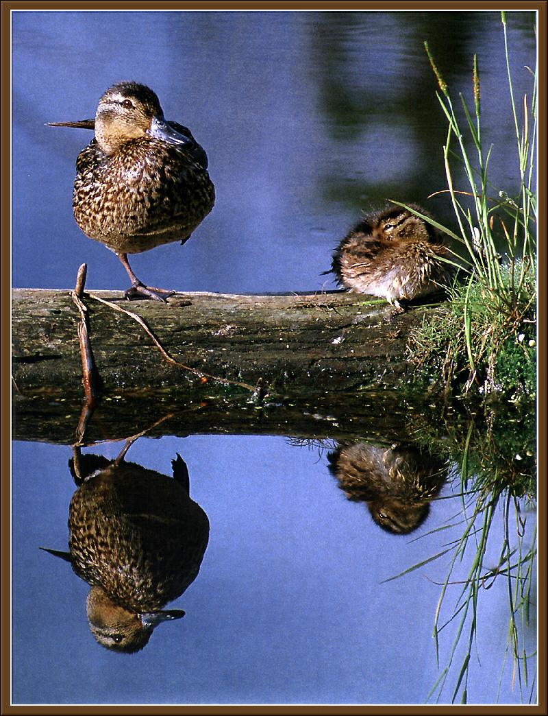 Green-winged Teal pair (Anas crecca carolinensis) {!--미국쇠오리-->; DISPLAY FULL IMAGE.