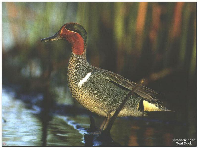 Green-winged Teal (Anas crecca carolinensis) {!--미국쇠오리-->; DISPLAY FULL IMAGE.