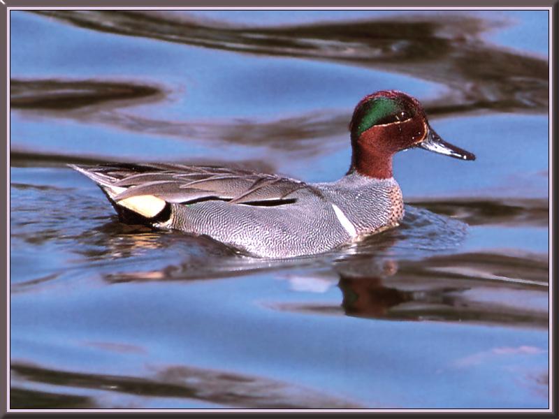 Green-winged Teal (Anas crecca carolinensis) {!--미국쇠오리-->; DISPLAY FULL IMAGE.