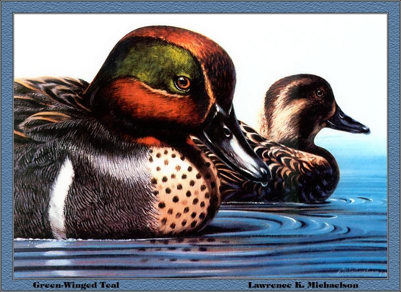 [Animal Art - Lawrence K. Michaelson] Green-winged Teal pair (Anas crecca carolinensis) {!--미국쇠오리-->; DISPLAY FULL IMAGE.