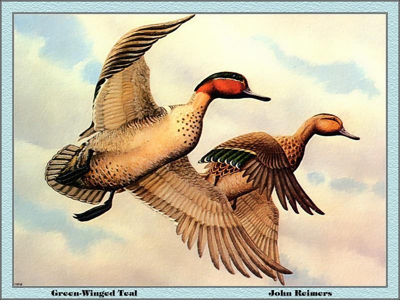 [Animal Art - John Reimers] Green-winged Teal pair taking off (Anas crecca carolinensis) {!--미국쇠오리-->; DISPLAY FULL IMAGE.