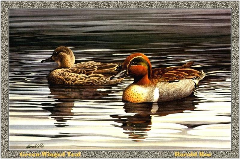 [Animal Art - Harold Roe] Green-winged Teal pair (Anas crecca carolinensis) {!--미국쇠오리-->; DISPLAY FULL IMAGE.