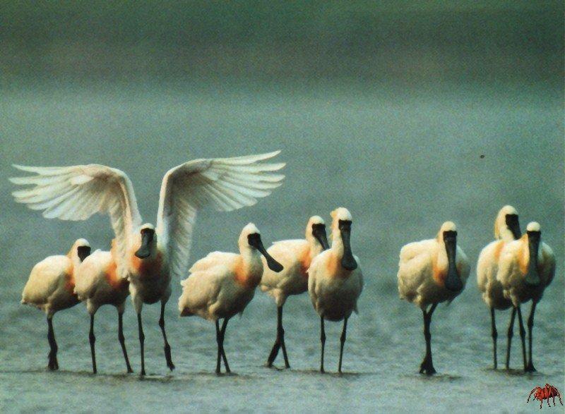 Black-faced Spoonbill flock (Platalea minor) {!--저어새-->; DISPLAY FULL IMAGE.