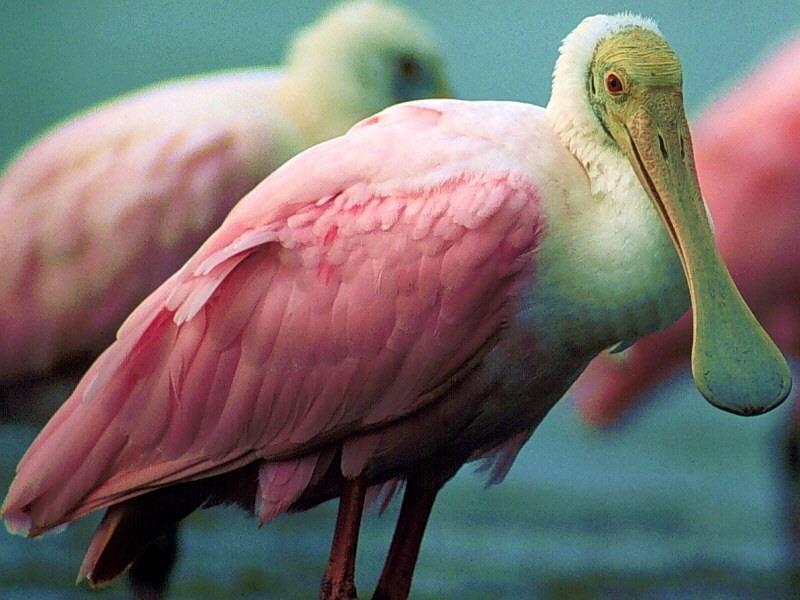 Roseate Spoonbill (Ajaia ajaja) {!--진홍저어새-->; DISPLAY FULL IMAGE.