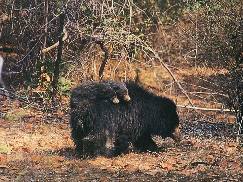 Sloth Bear & cubs (Melursus ursinus) {!--늘보곰-->; DISPLAY FULL IMAGE.