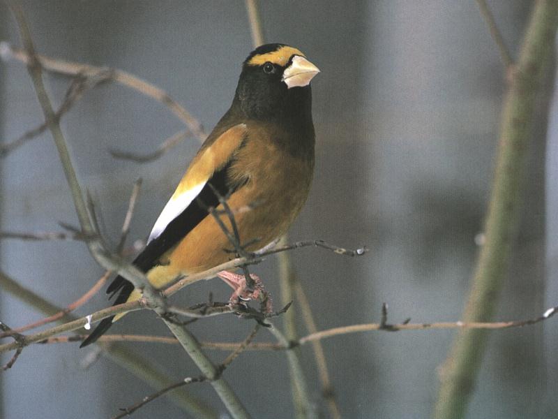 Evening Grosbeak (Coccothraustes vespertinus) {!--연미복밀화부리(저녁콩새)-->; DISPLAY FULL IMAGE.