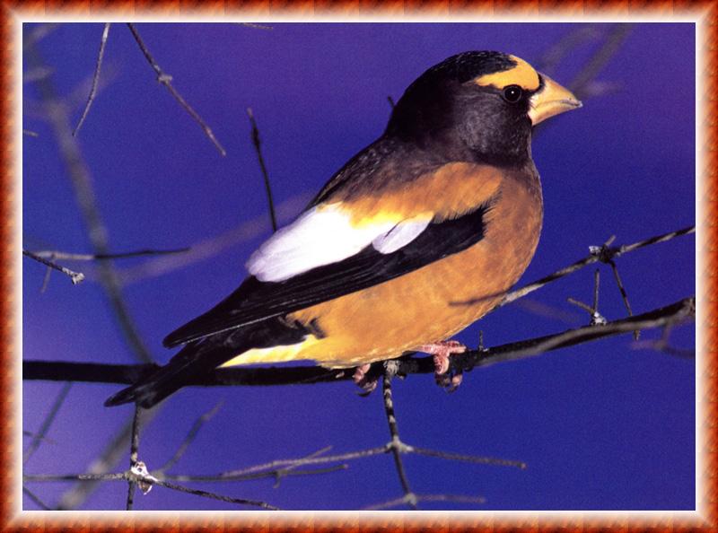 Evening Grosbeak (Coccothraustes vespertinus) {!--연미복밀화부리(저녁콩새)-->; DISPLAY FULL IMAGE.