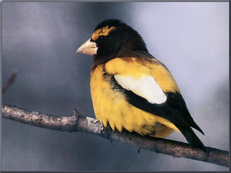 Evening Grosbeak (Coccothraustes vespertinus) {!--연미복밀화부리(저녁콩새)-->; DISPLAY FULL IMAGE.