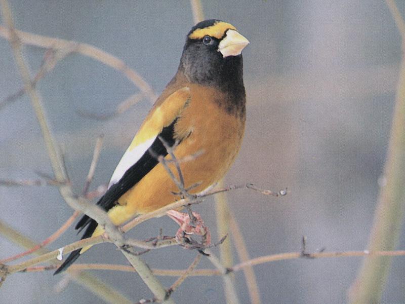 Evening Grosbeak (Coccothraustes vespertinus) {!--연미복밀화부리(저녁콩새)-->; DISPLAY FULL IMAGE.