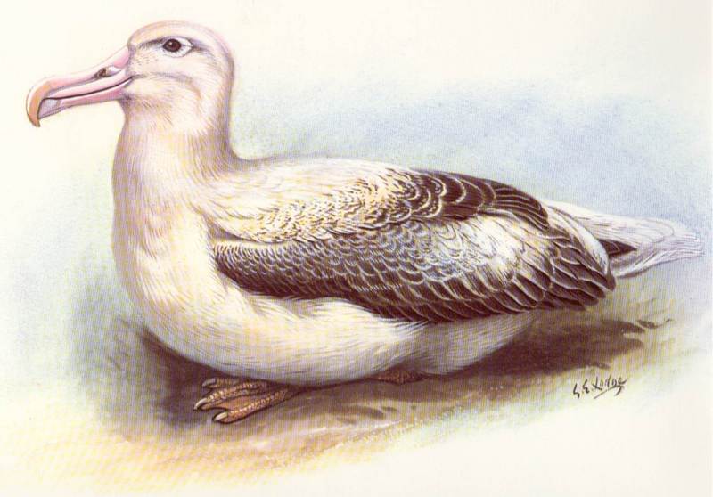 Royal Albatross (Diomedea epomophora) {!--흰알바트로스-->; DISPLAY FULL IMAGE.