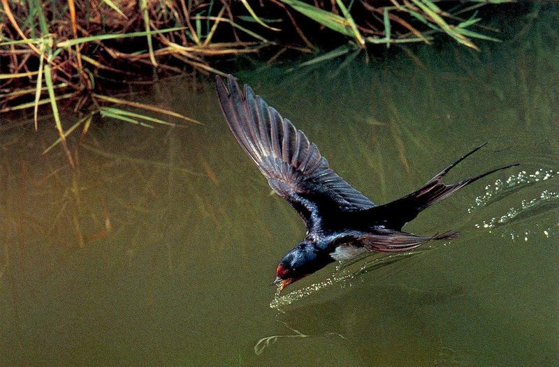 Barn Swallow in flight (Hirundo rustica) {!--제비-->; DISPLAY FULL IMAGE.