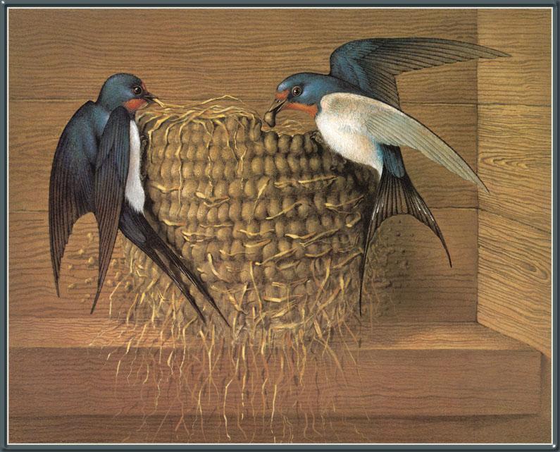 Barn Swallow pair (Hirundo rustica) {!--제비-->; DISPLAY FULL IMAGE.