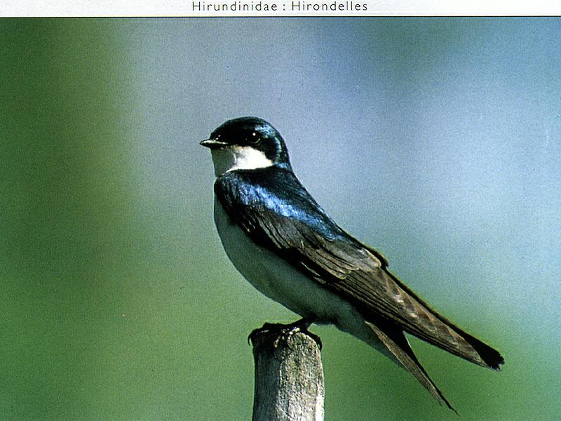 Tree Swallow (Tachycineta bicolor) {!--청둥제비-->; DISPLAY FULL IMAGE.