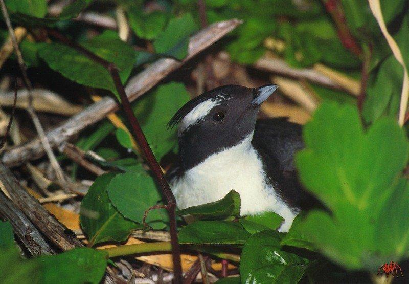 Japanese Murrelet (Synthliboramphus wumizusume) {!--뿔쇠오리-->; DISPLAY FULL IMAGE.