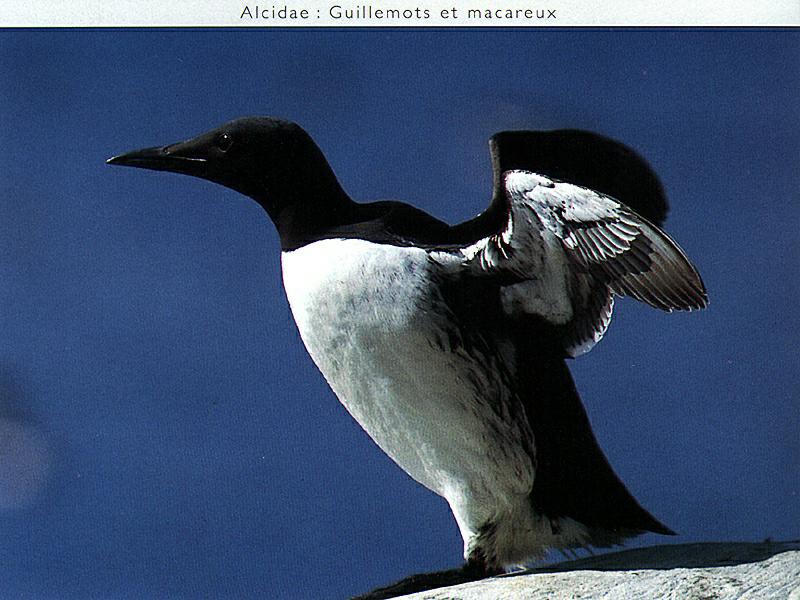 Guillemot, Common Murre (Uria aalge) {!--바다오리-->; DISPLAY FULL IMAGE.