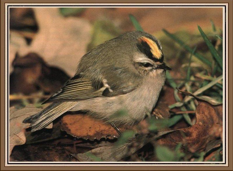 Golden-crowned Kinglet (Regulus satrapa) {!--아메리카상모솔새-->; DISPLAY FULL IMAGE.