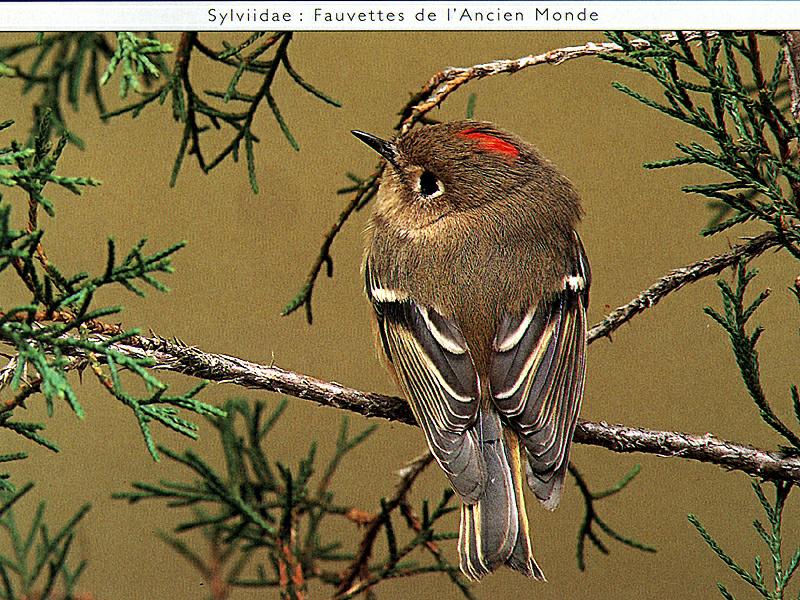 Ruby-crowned Kinglet (Regulus calendula) {!--붉은관상모솔새-->; DISPLAY FULL IMAGE.