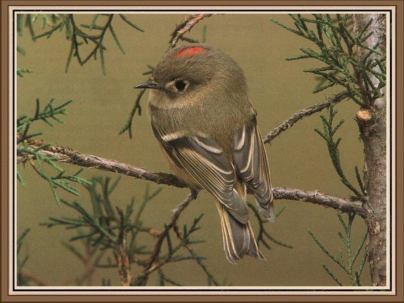 Ruby-crowned Kinglet (Regulus calendula) {!--붉은관상모솔새-->; DISPLAY FULL IMAGE.