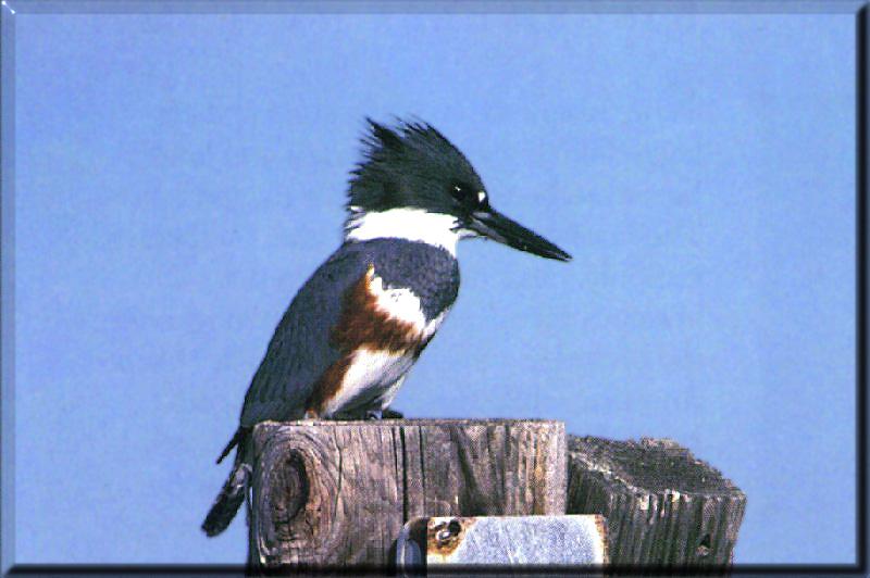 Belted Kingfisher (Ceryle alcyon) {!--붉은띠호반새(아메리카뿔호반새)-->; DISPLAY FULL IMAGE.