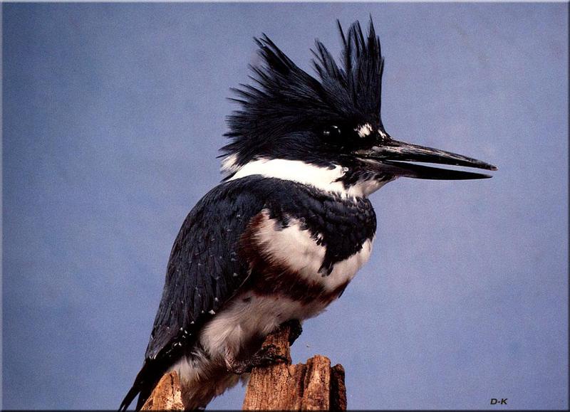Belted Kingfisher (Ceryle alcyon) {!--붉은띠호반새(아메리카뿔호반새)-->; DISPLAY FULL IMAGE.
