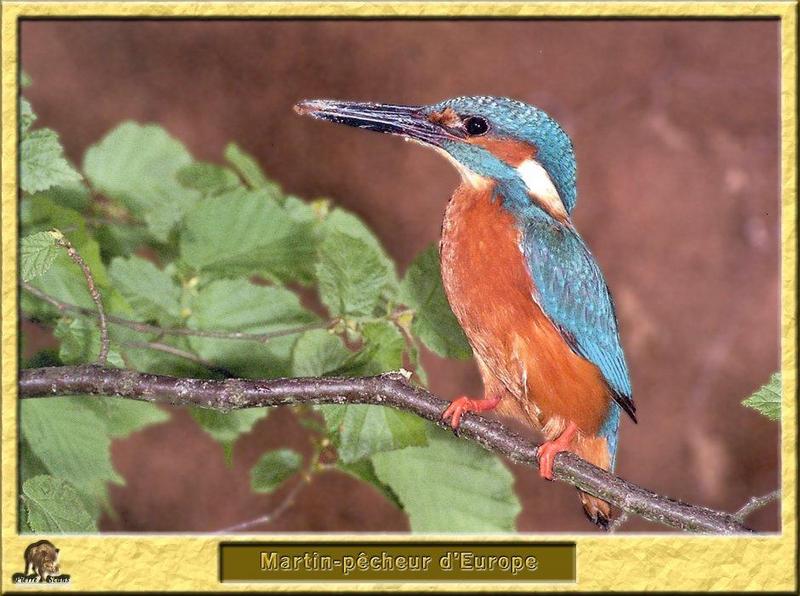 Common Kingfisher (Alcedo atthis) {!--물총새-->; DISPLAY FULL IMAGE.