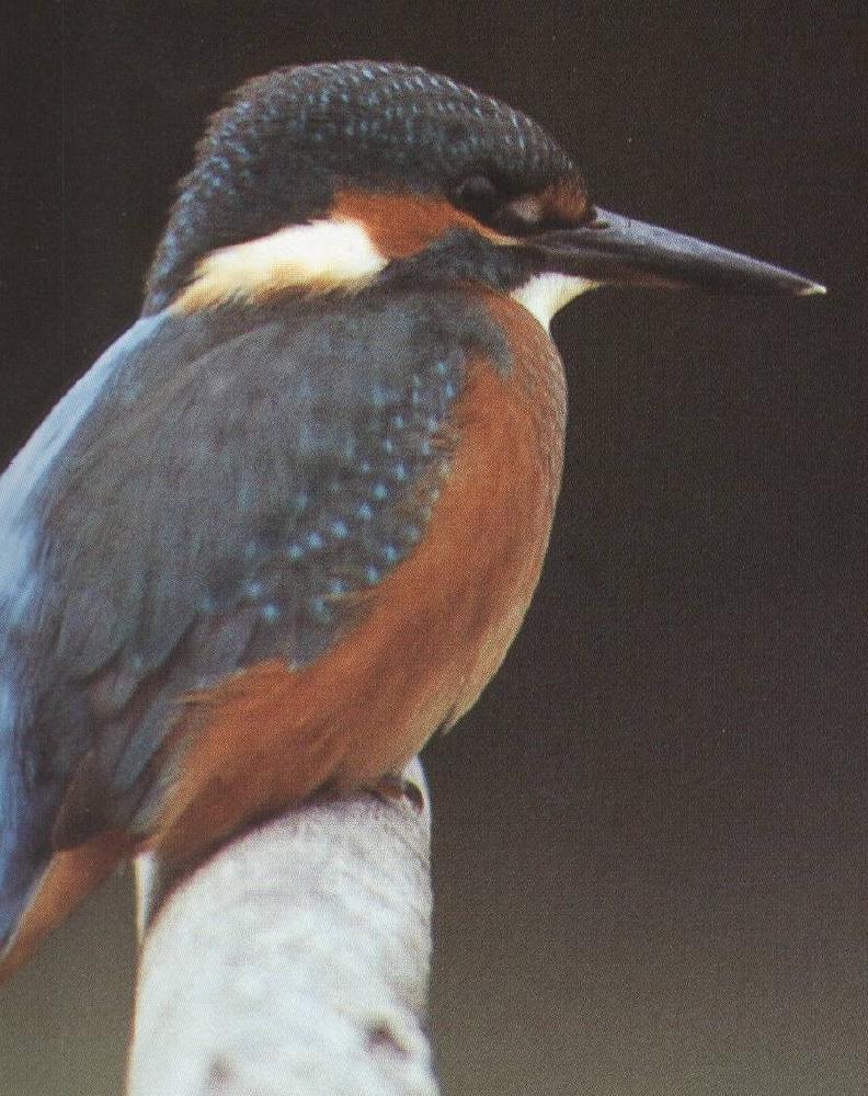 Common Kingfisher (Alcedo atthis) {!--물총새-->; DISPLAY FULL IMAGE.