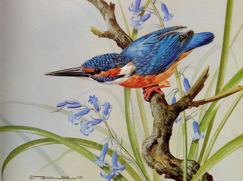 [Animal Art - Basil Ede] Common Kingfisher (Alcedo atthis) {!--물총새-->; DISPLAY FULL IMAGE.