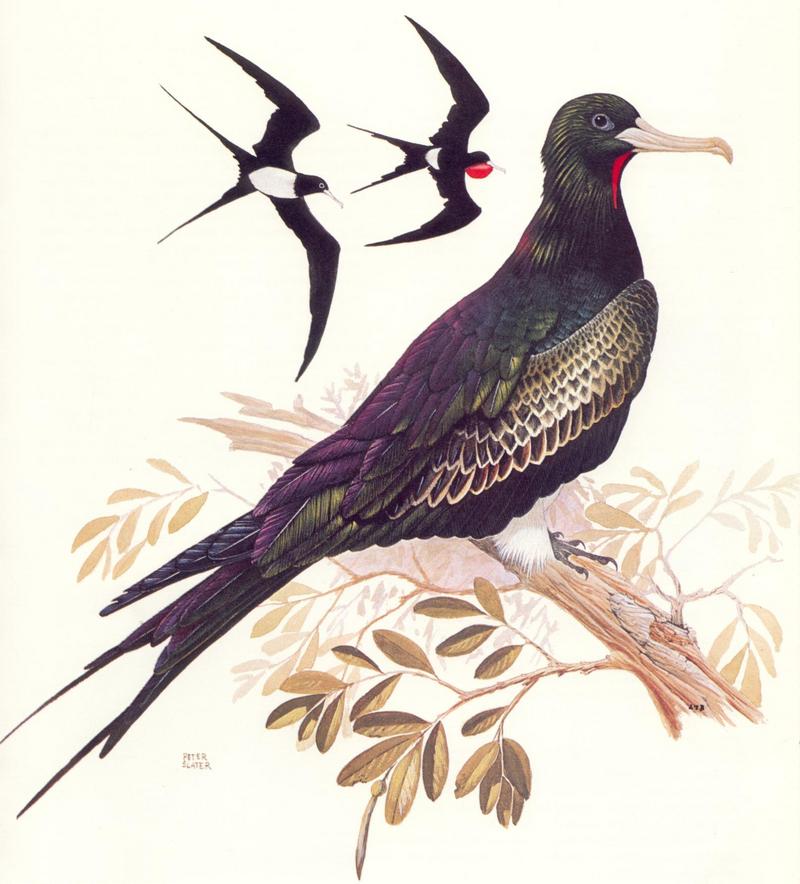 Christmas Island Frigatebird (Fregata andrewsi) {!--크리스마스섬군함조-->; DISPLAY FULL IMAGE.