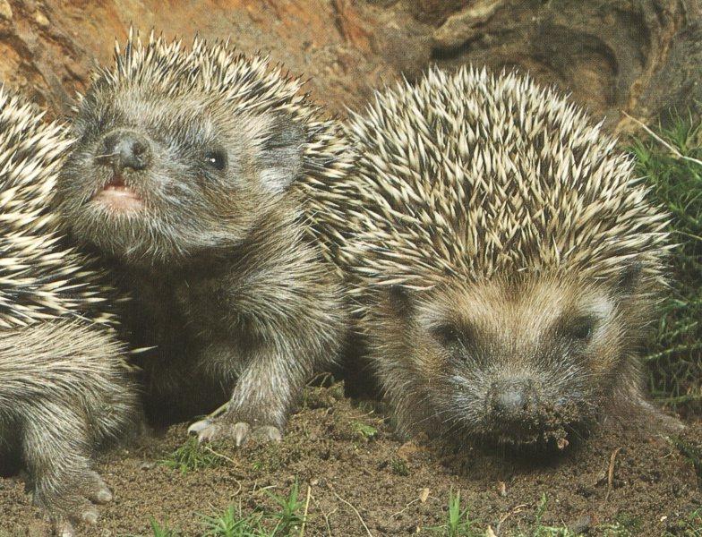 Hedgehog juveniles (Erinaceinae) {!--고슴도치류-->; DISPLAY FULL IMAGE.