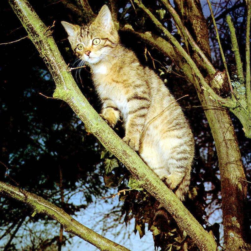 European Wild Cat (Felis silvestris silvestris) {!--유럽들고양이-->; DISPLAY FULL IMAGE.