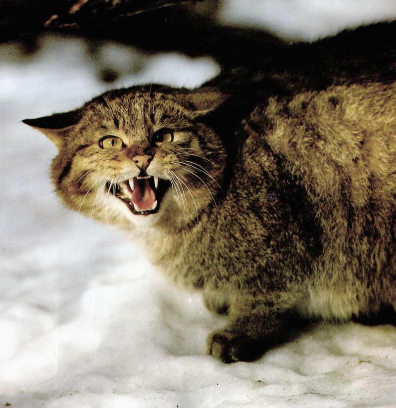European Wild Cat (Felis silvestris silvestris) {!--유럽들고양이-->; DISPLAY FULL IMAGE.