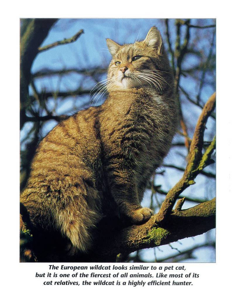 European Wild Cat (Felis silvestris silvestris) {!--유럽들고양이-->; DISPLAY FULL IMAGE.