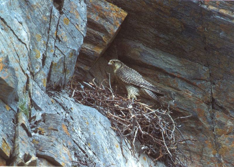 Gyrfalcon (Falco rusticolus) {!--흰매-->; DISPLAY FULL IMAGE.