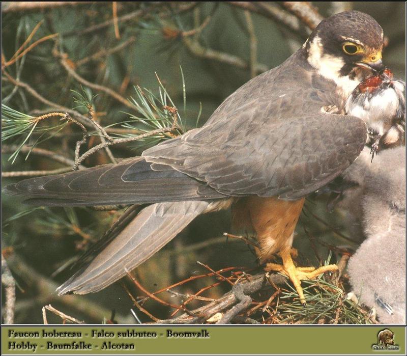 Eurasian Hobby (Falco subbuteo) {!--새홀리기-->; DISPLAY FULL IMAGE.