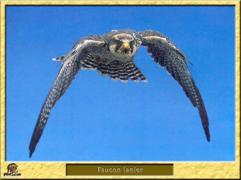 Lanner Falcon (Falco biarmicus) {!--래너매, 벤히새매-->; DISPLAY FULL IMAGE.