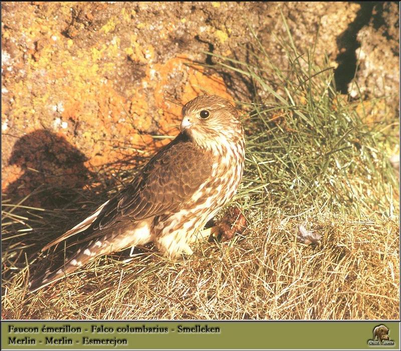 Merlin (Falco columbarius) {!--쇠황조롱이-->; DISPLAY FULL IMAGE.