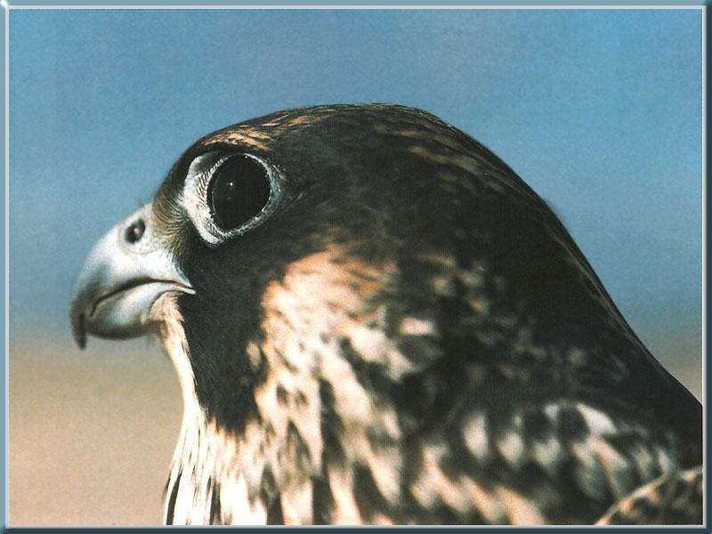 Peregrine Falcon (Falco peregrinus) {!--매(송골매)-->; DISPLAY FULL IMAGE.