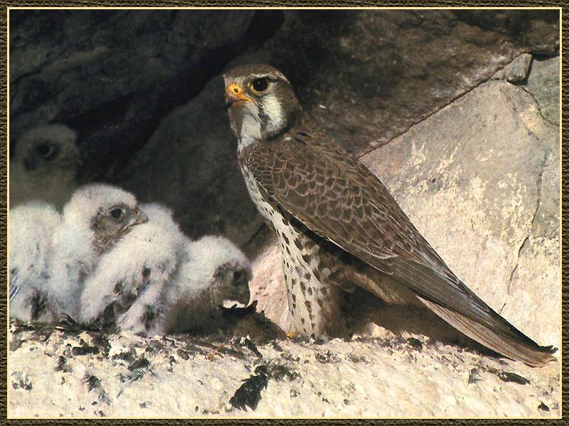 Prairie Falcon & chicks (Falco mexicanus) {!--멕시코초원매-->; DISPLAY FULL IMAGE.