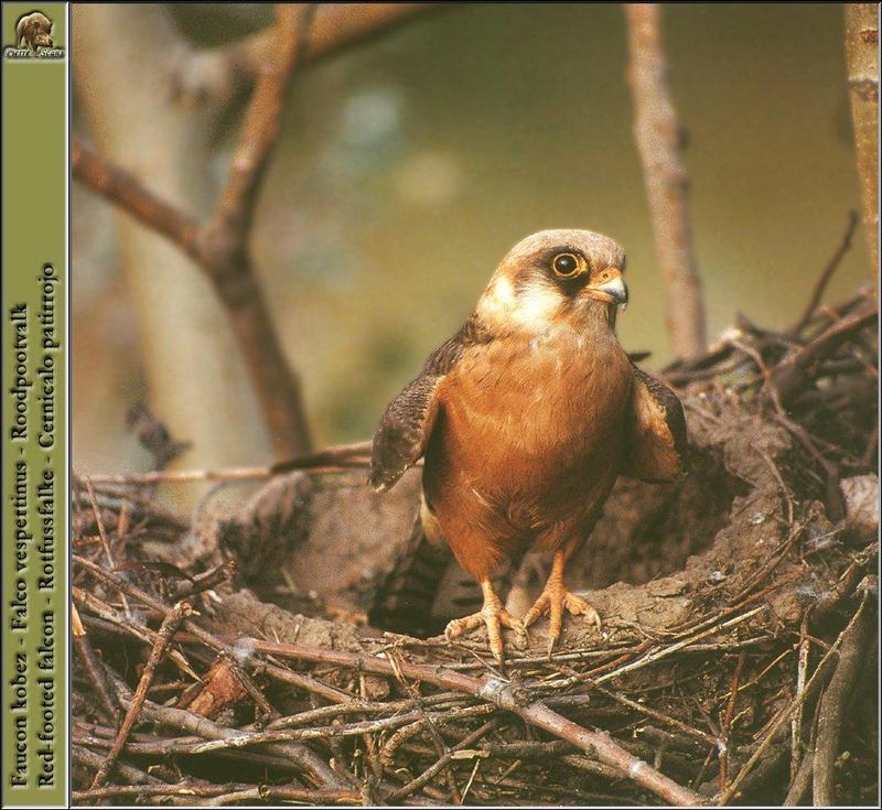Red-footed Falcon (Falco vespertinus) {!--비둘기조롱이-->; DISPLAY FULL IMAGE.