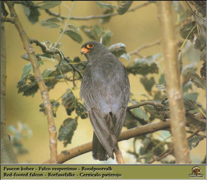 Red-footed Falcon (Falco vespertinus) {!--비둘기조롱이-->; DISPLAY FULL IMAGE.