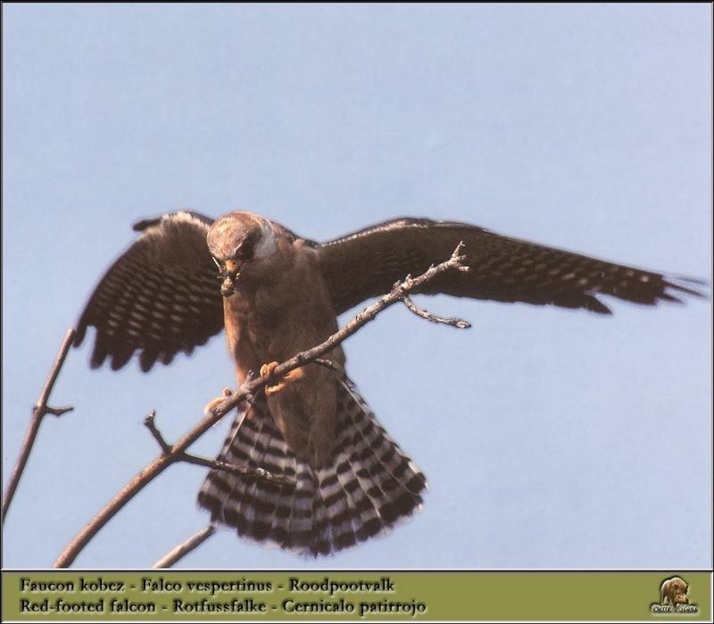 Red-footed Falcon (Falco vespertinus) {!--비둘기조롱이-->; DISPLAY FULL IMAGE.