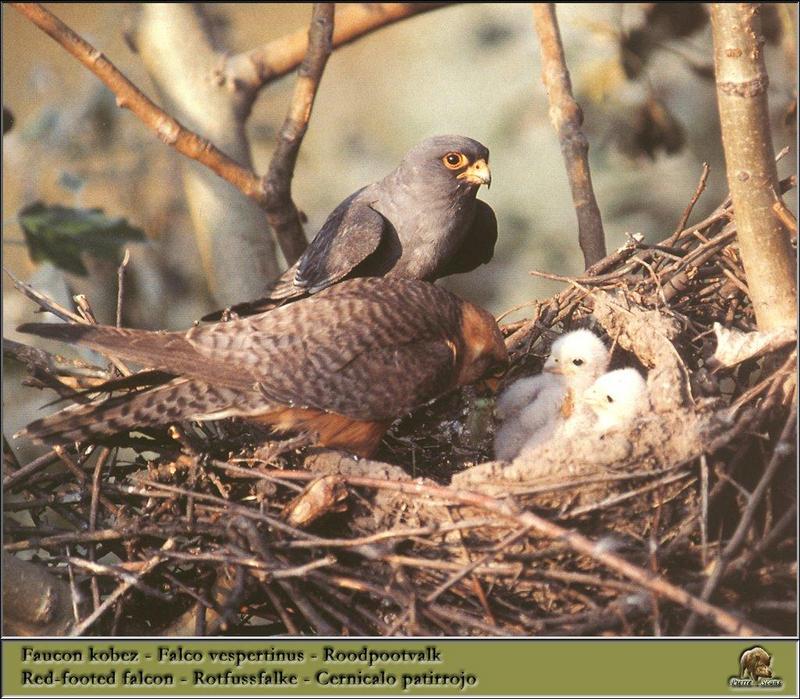 Red-footed Falcon pair & chicks on nest (Falco vespertinus) {!--비둘기조롱이-->; DISPLAY FULL IMAGE.