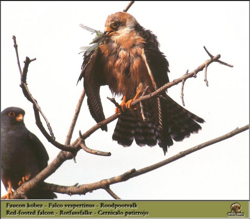 Red-footed Falcons (Falco vespertinus) {!--비둘기조롱이-->; DISPLAY FULL IMAGE.